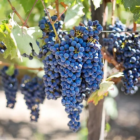 Feriendomizil Wachau 아파트